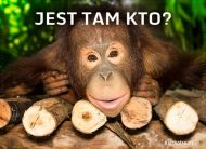 eKartki Kartki elektroniczne - Orangutan Jest tam kto?, 