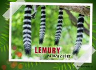 eKartki Zwierzęta Lemury patrzą z góry!, 