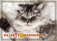eKartki Kartki elektroniczne - Kartka z kotem Nie lubię poniedziałku!, 