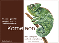 eKartki Kartki elektroniczne - Darmowe e kartki zwierzęta Zadziwiający Kameleon, 
