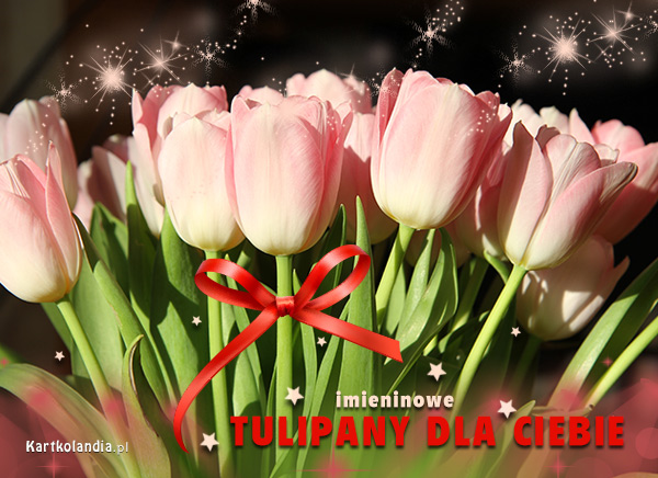 Tulipany dla Ciebie