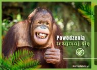 eKartki Kartki elektroniczne - Orangutan Powodzenia, 
