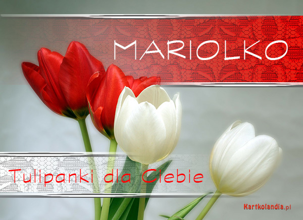 Tulipanki dla Mariolki