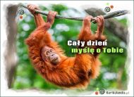 eKartki Kartki elektroniczne - Orangutan Cały dzień myślę o Tobie, 