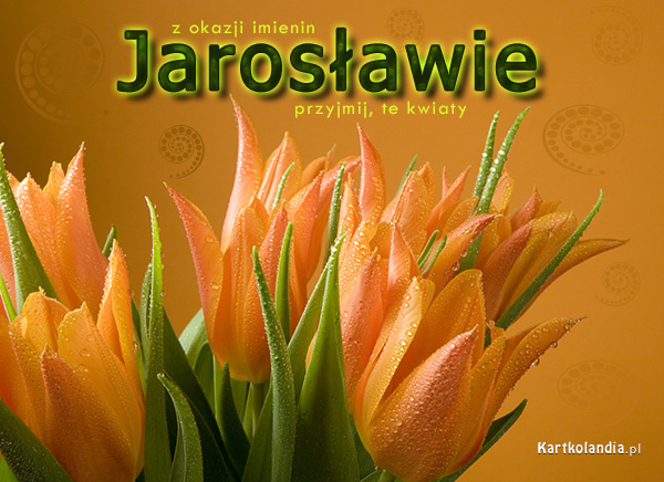 Tulipany dla Jarosława