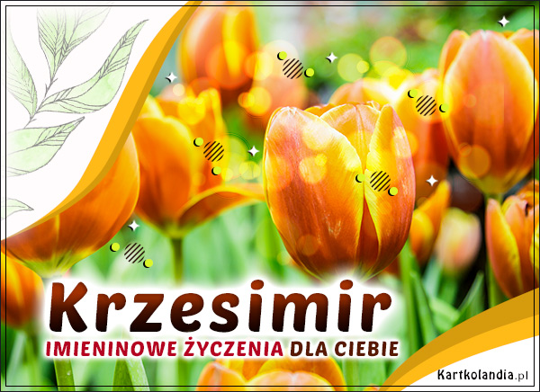 Imieninowe tulipany dla Krzesimira