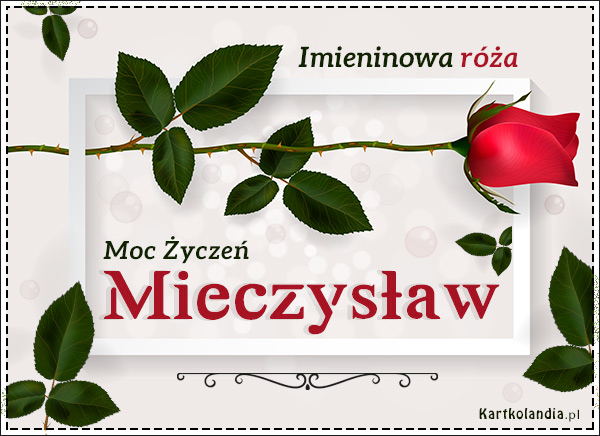 Róża dla Mieczysława