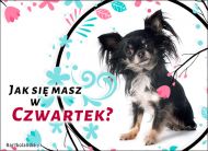 eKartki Kartki elektroniczne - Pies Jak się masz w Czwartek?, 