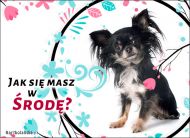 eKartki Kartki elektroniczne - Pies Jak się masz w Środę?, 