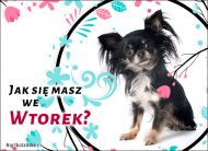 eKartki Kartki elektroniczne - Pies Jak się masz we Wtorek?, 