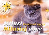 eKartki Kartki elektroniczne - Zwierzęta Milusi koteczek życzy milusiej nocy, 
