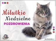 eKartki Kartki elektroniczne - Kot Milutkie Niedzielne pozdrowienia!, 