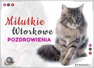 eKartki Kartki elektroniczne - Kot Milutkie Wtorkowe pozdrowienia!, 