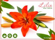eKartki Kwiaty Lilia dla Ciebie, 